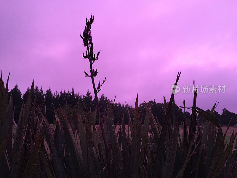 New Zealand / Aotearoa by Sunset;黄昏的Harakeke (Phormium)